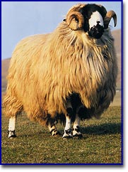Ram standing in a field for Devonia Sheepskin and Tannery